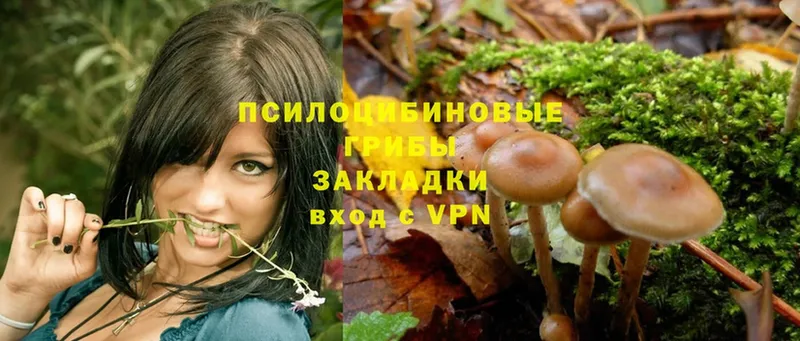 Псилоцибиновые грибы Psilocybe  Ярославль 